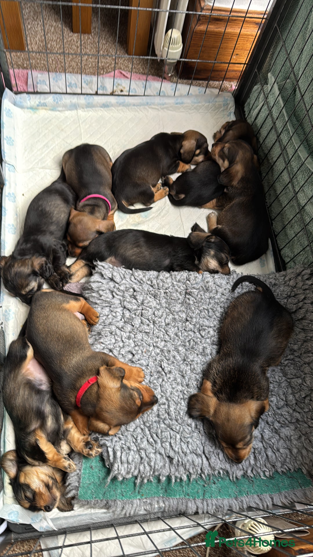 Dachshund dogs for sale: 🐾 Beautiful wired haired Dachshund Puppies - Image 28