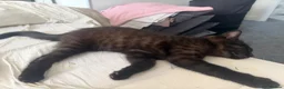 Mixed Breed cats for sale: 2 brothers looking for forever home together - Advert 7