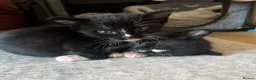 Burmese cats for sale: Burmese x kittens - Advert 14