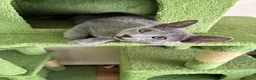 Russian Blue cats for sale: TICA 5* Pedigree Russian blue kittens - Advert 2