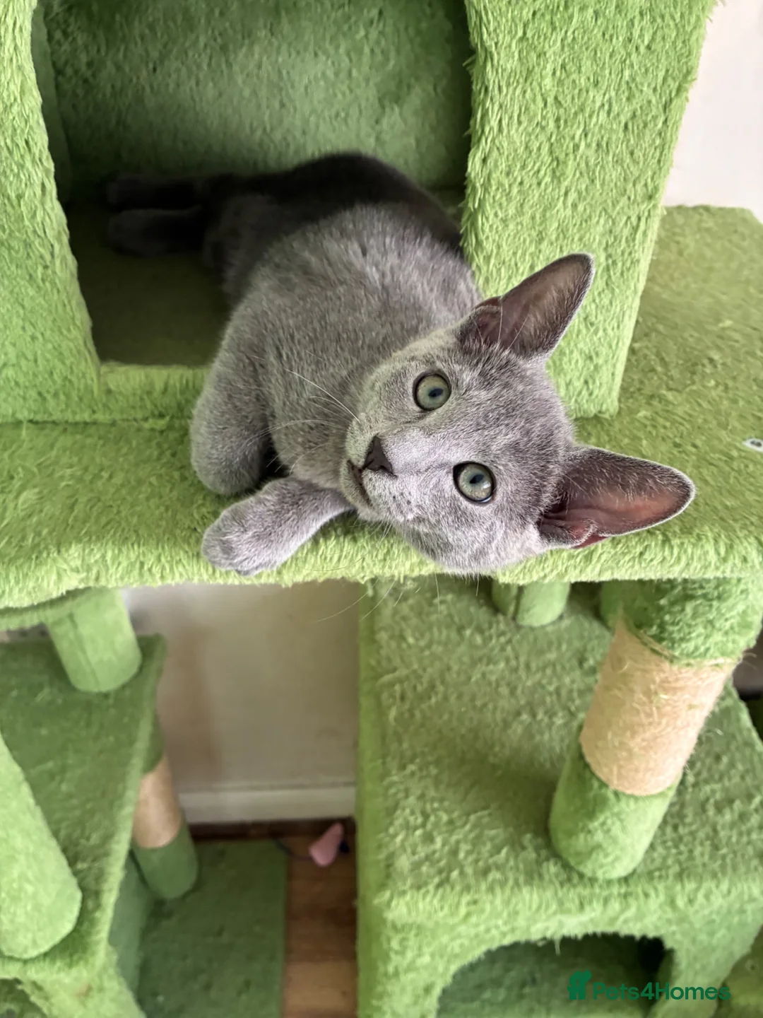Russian Blue cats for sale: TICA 5* Pedigree Russian blue kittens - Advert 2