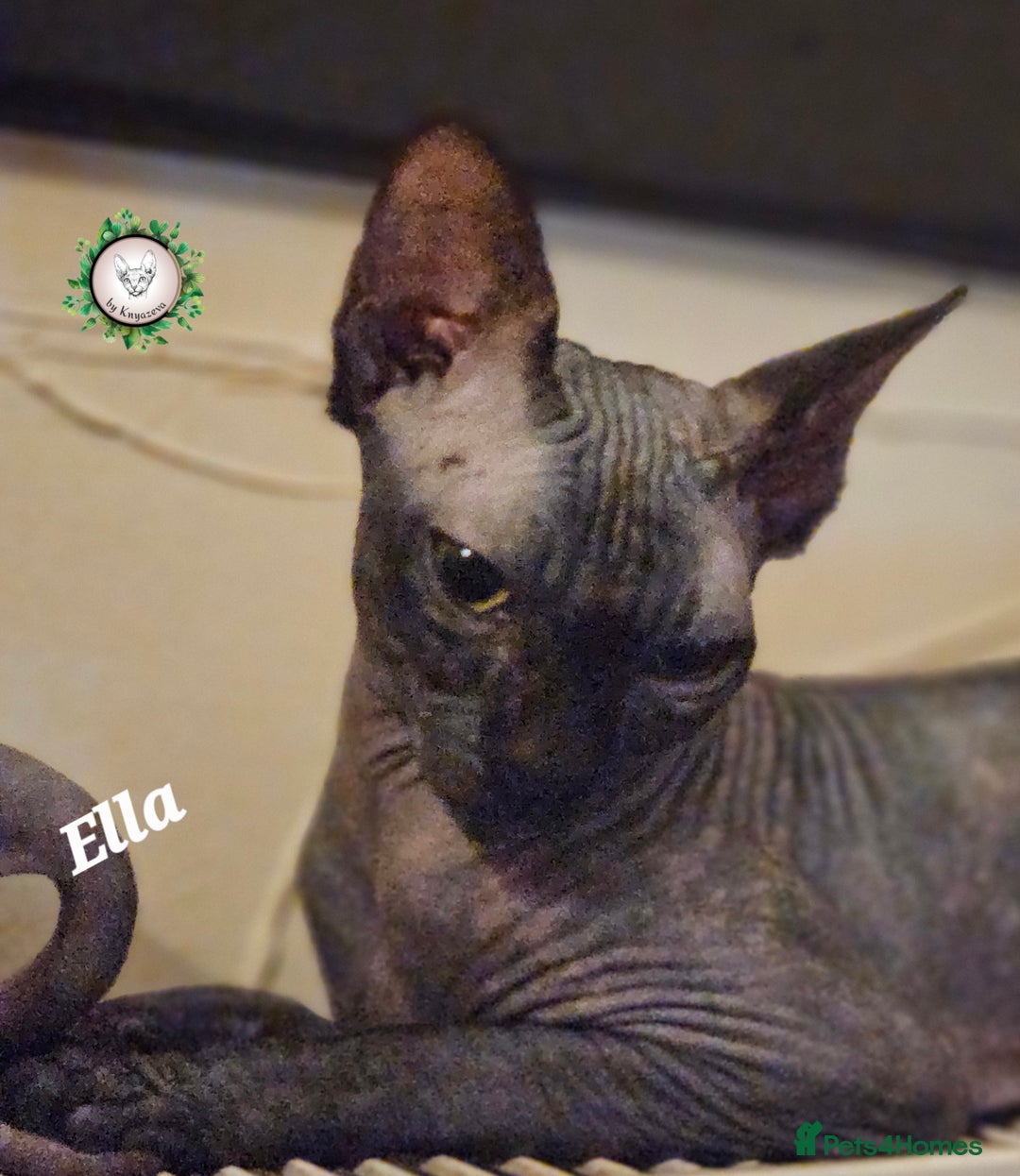 Sphynx cats for sale: Beautiful Canadian Sphynx 😍  - Advert 2