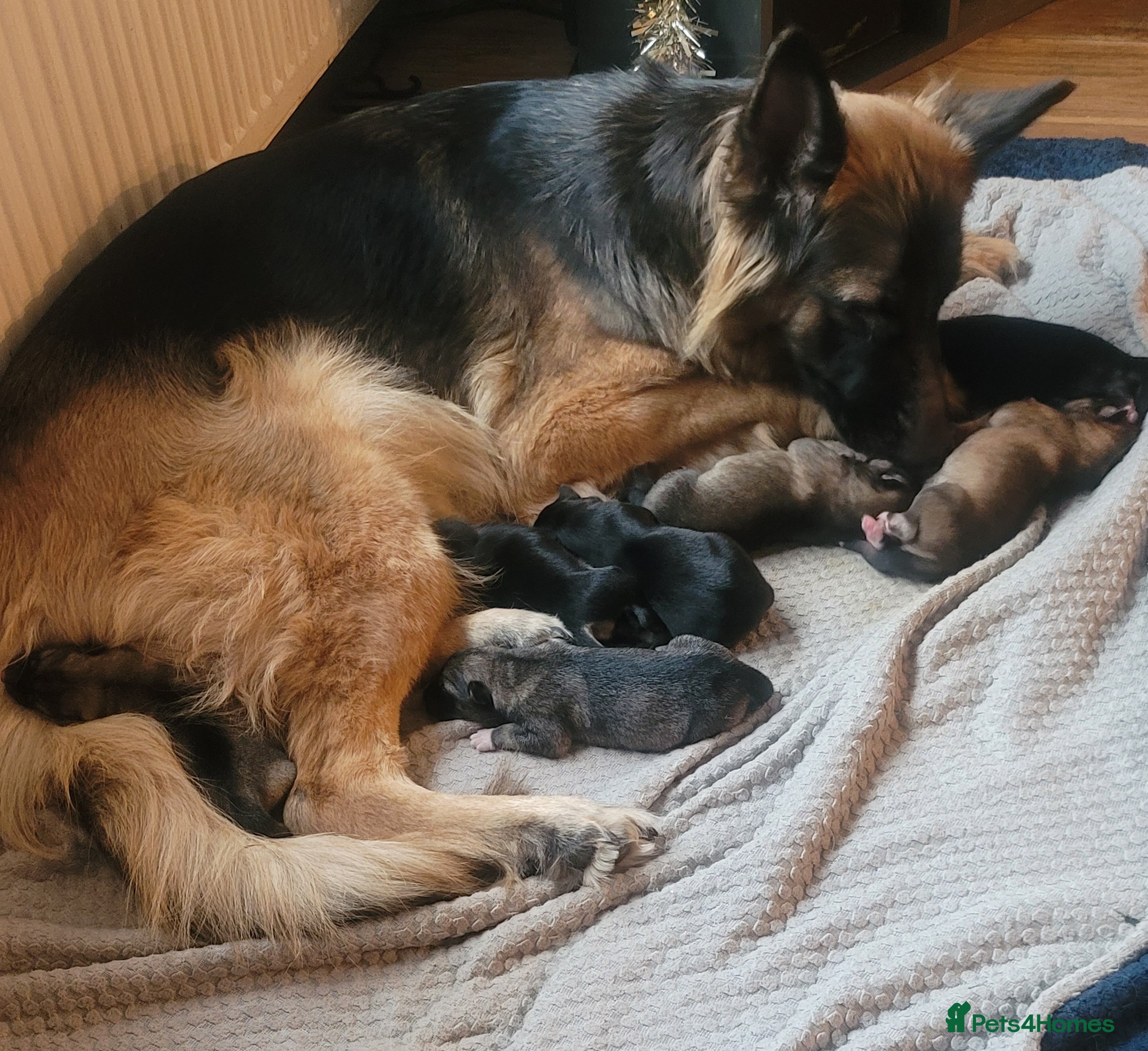 Shepsky dogs Shepsky Puppies - Advert 1