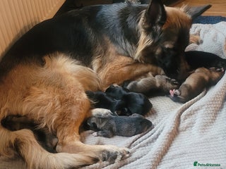 Shepsky dogs Shepsky Puppies - Advert 1