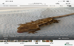 Gecko reptiles for sale: Crested Gecko  - Image 3