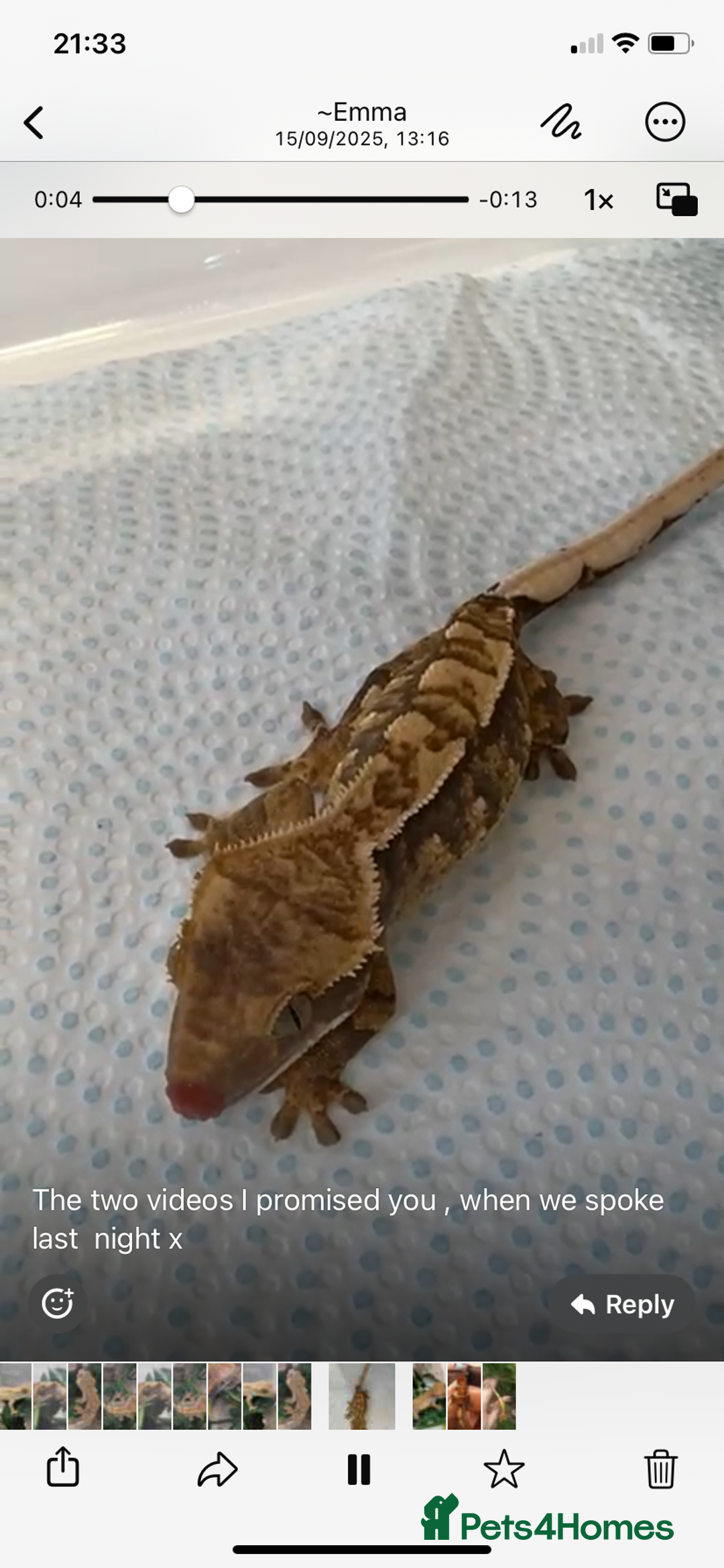 Gecko reptiles for sale: Crested Gecko  - Image 3