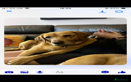 Labrador Retriever dogs for sale: Labrador puppies  - Image 6