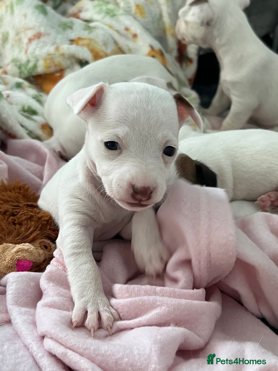 Jack Russell dogs for sale: Stunning Miniature Jack Russell Puppies!!! - Advert 23