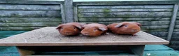 Guinea Pig rodents for sale: PE Golden and Abyssinians Available   - Advert 3