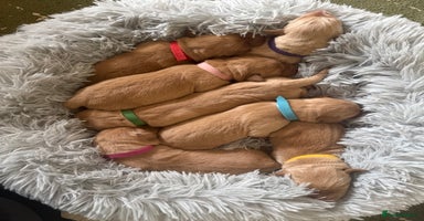 Labrador Retriever dogs Fox red labradors available now  - Advert 11