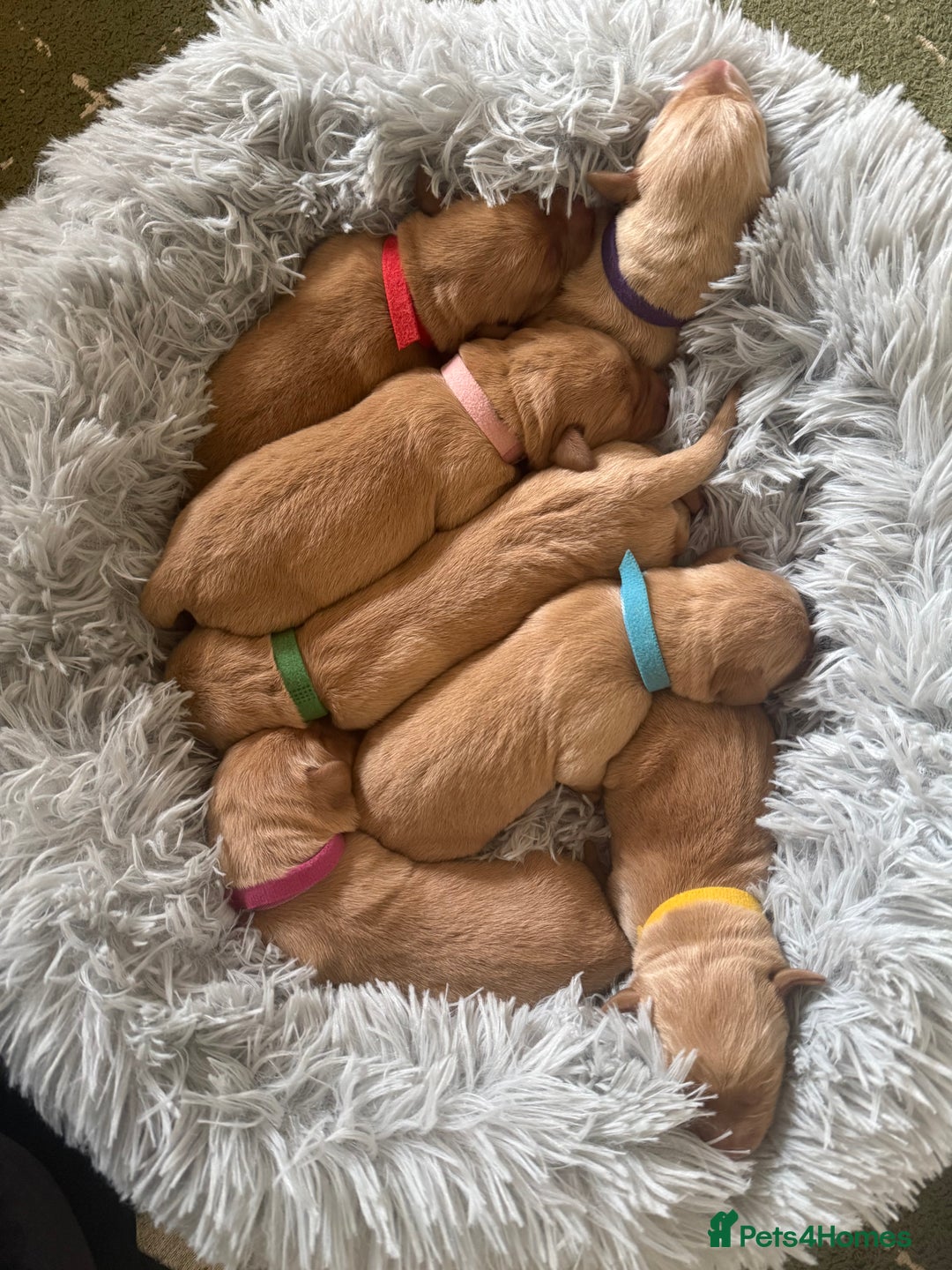 Labrador Retriever dogs for sale: Fox red labradors available now  - Advert 3
