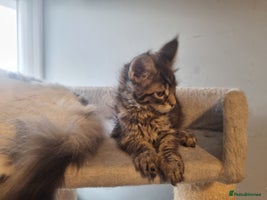 Maine Coon cats - Advert 12
