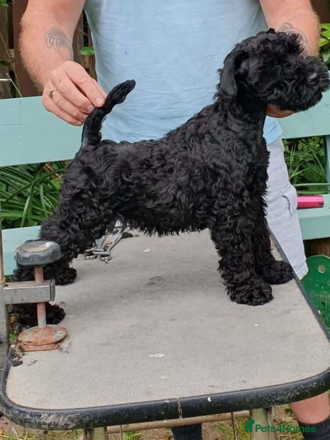 Kerry Blue Terrier dogs 12 weeks old kerryblue - Advert 1
