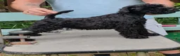 Kerry Blue Terrier dogs for sale: 12 weeks old kerryblue in Londonderry - Advert 1
