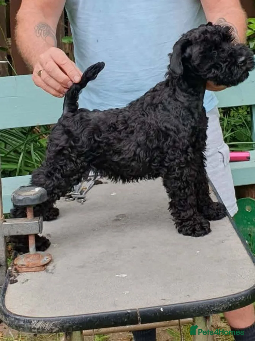 Kerry Blue Terrier dogs for sale: 12 weeks old kerryblue in Londonderry - Advert 1