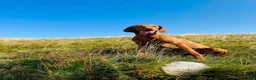 Hungarian Vizsla dogs for sale: !!REDUCED!! Beautiful KC Registered Vizsla Pups - Advert 9