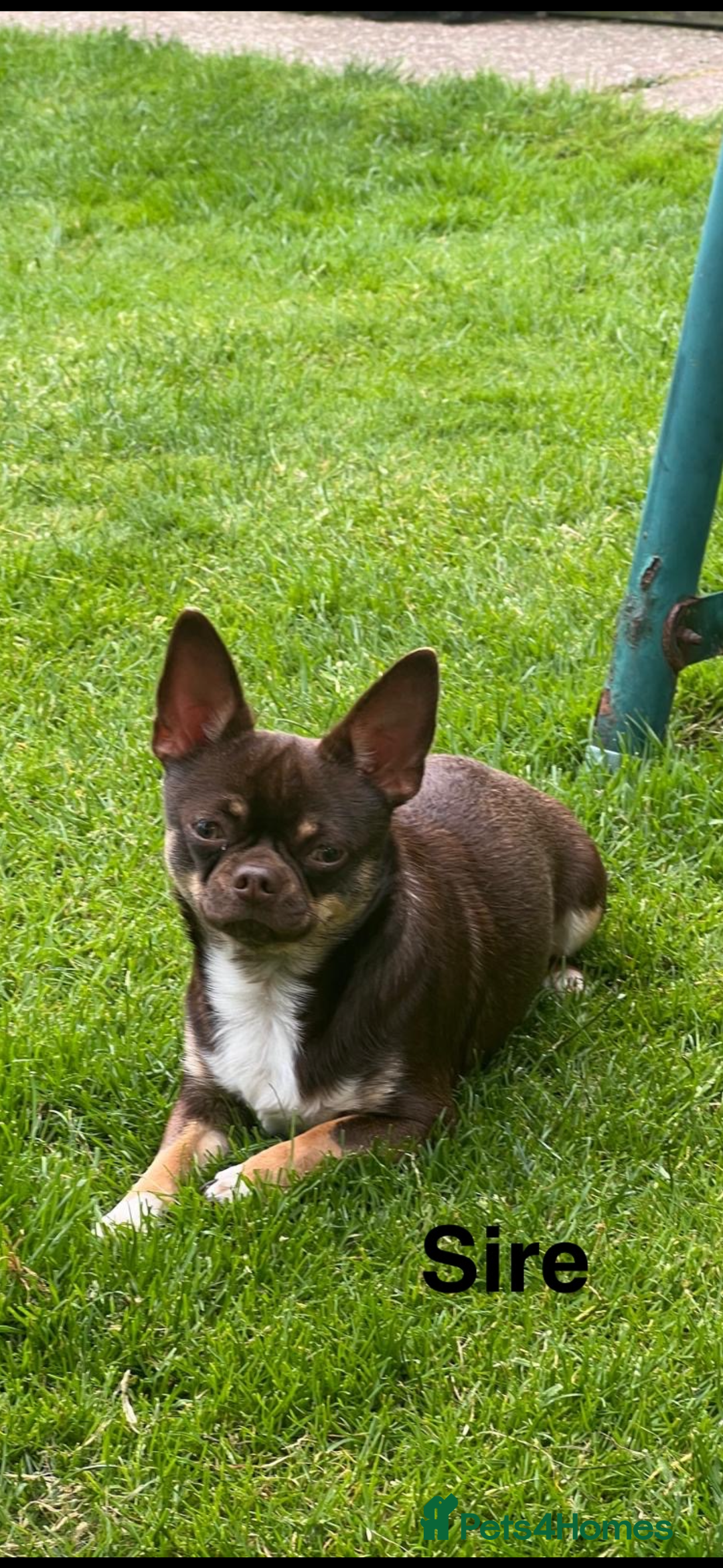 Chihuahua dogs for sale: Chihuahua puppies  - Advert 6