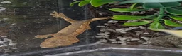 Mixed Breed reptiles for sale: Crested geckos for sale - Advert 2