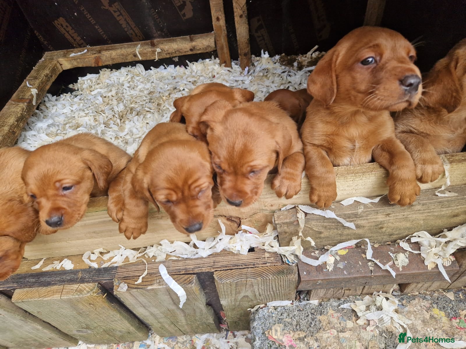 Labrador Retriever dogs Beautiful Fox Red Labrador Puppies For Sale - Advert 1