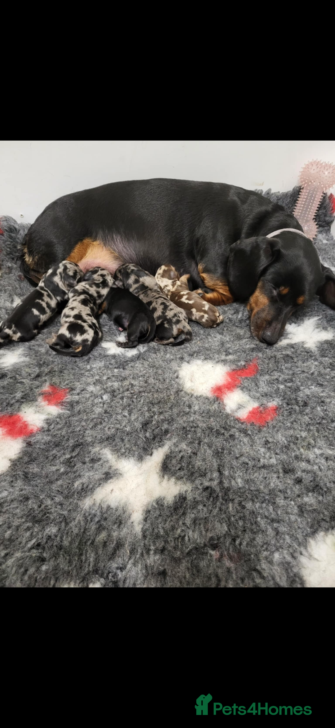 Miniature Dachshund dogs for sale: 8 Week Old Miniature Dachshund Puppies  - Advert 2