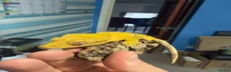 Gecko reptiles for sale: CRESTED GECKOS £80 each  - Advert 6