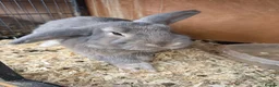 Mixed Breed rabbits for sale: Various rabbits for sale  - Advert 3