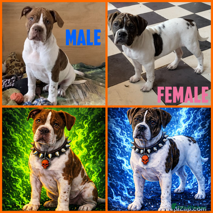 Alapaha Blue Blood Bulldog dogs Pure bred pedigree ALAPAHAS 2left - Advert 1