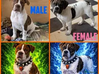 Alapaha Blue Blood Bulldog dogs Pure bred pedigree ALAPAHAS 2left - Advert 2