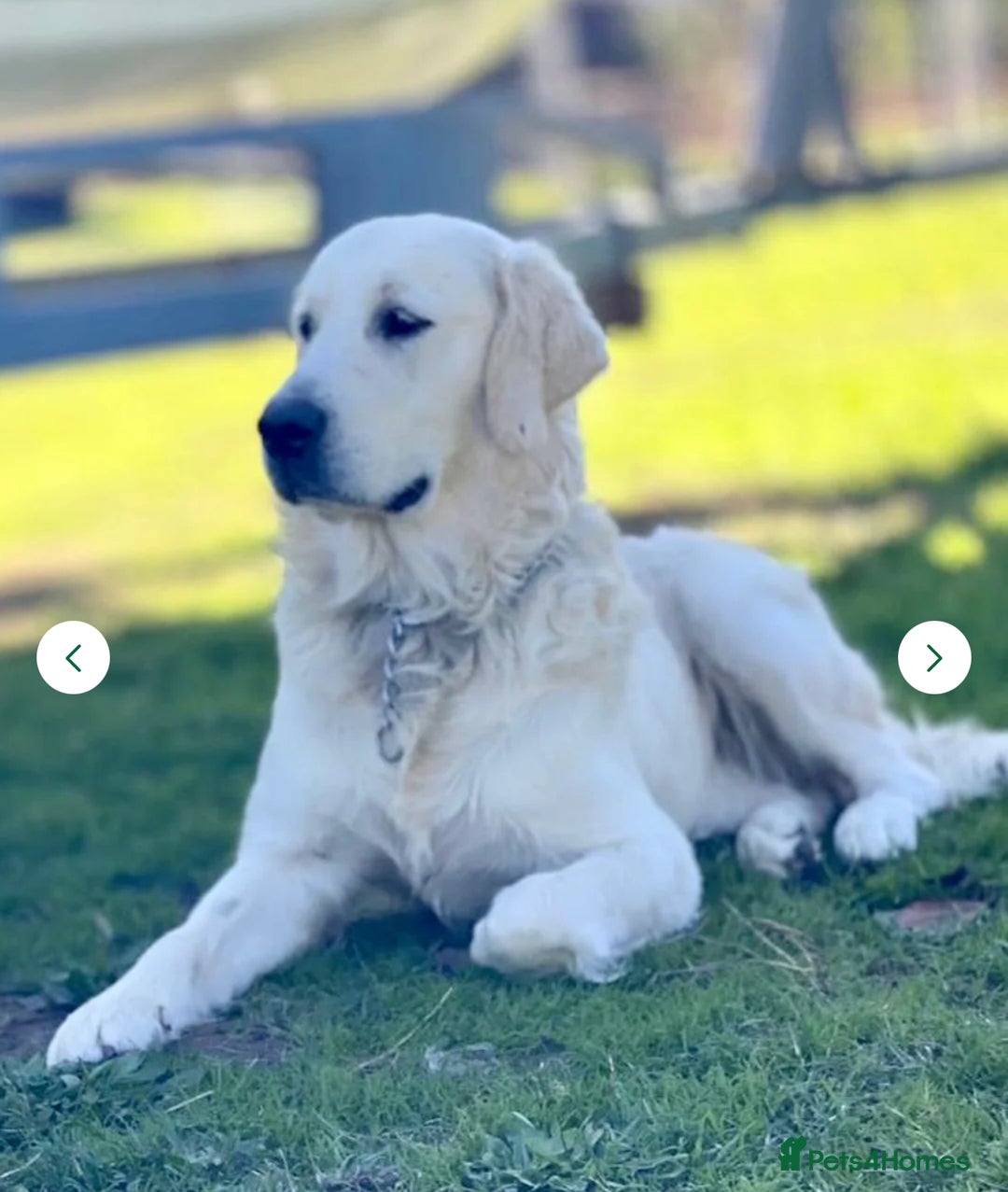 Golden Retriever dogs for sale: English Cream Golden Retriever Babies - Advert 5