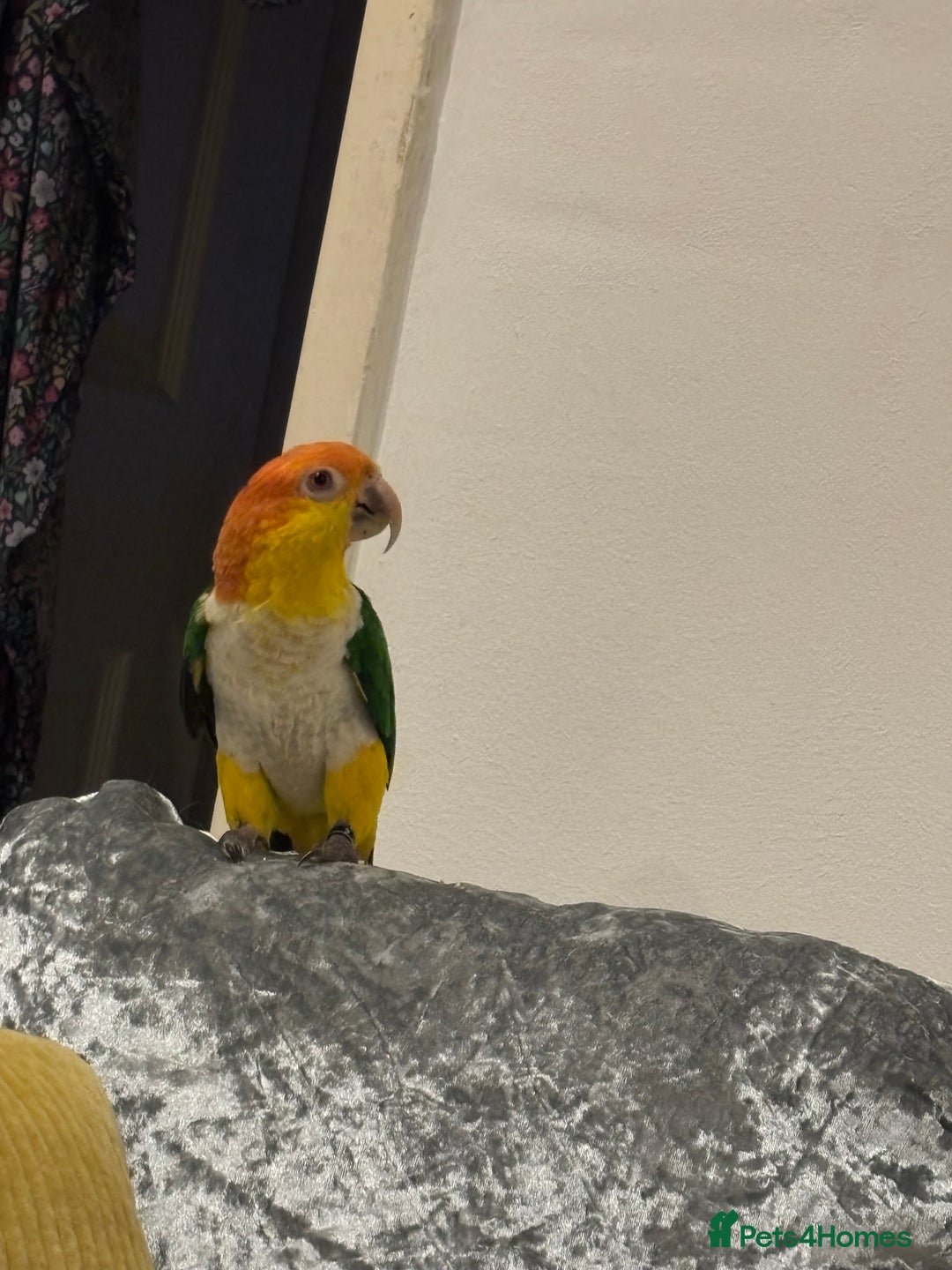 Mixed Breed birds for sale: Caique semi tamed  - Advert 1