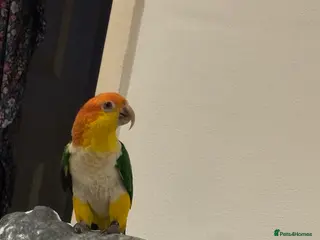 Mixed Breed birds Caique semi tamed - Advert 9