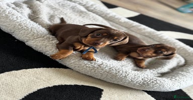 Miniature Dachshund dogs - Advert 7