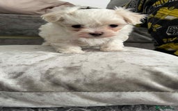 Maltese dogs for sale: Stunning Maltese pups for sale ready to go - Image 14