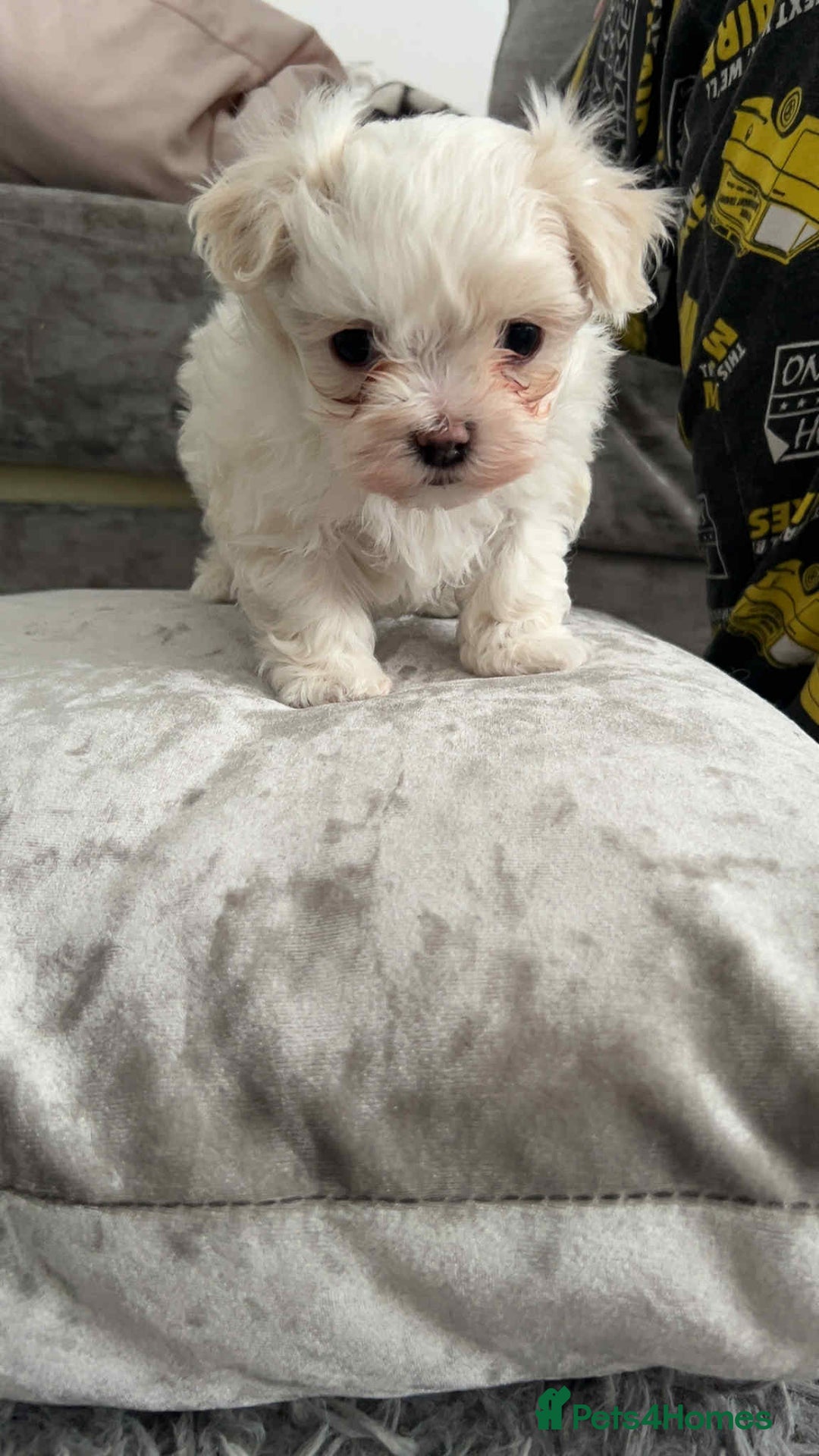 Maltese dogs for sale: Stunning Maltese pups for sale ready to go - Image 14