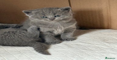 Scottish Fold cats - Advert 9