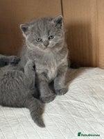 Scottish Fold cats - Advert 9
