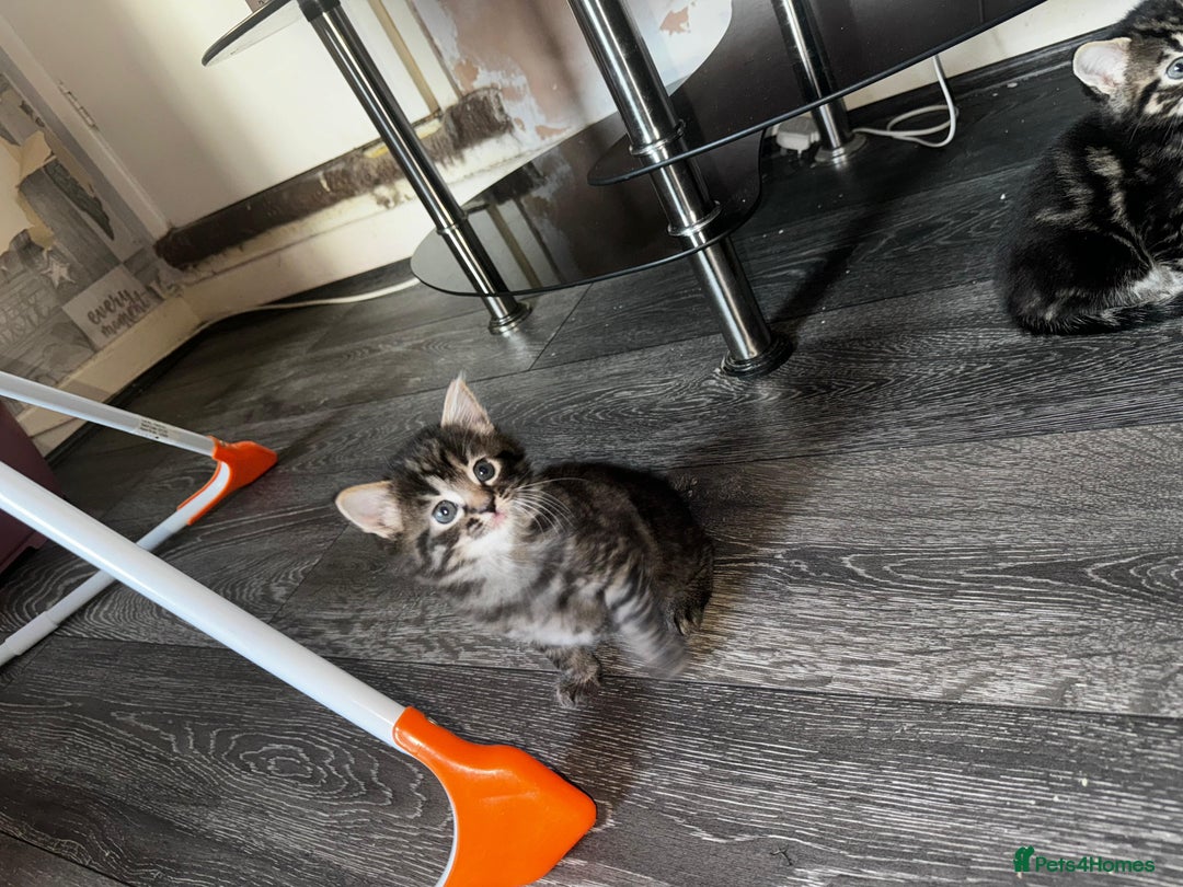 Mixed Breed cats for sale: 2 male 2 female beautiful kittens - Advert 5