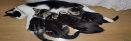 Mixed Breed cats for sale: Beautiful Domestic Shorthair Kittens Ready Soon - Advert 13