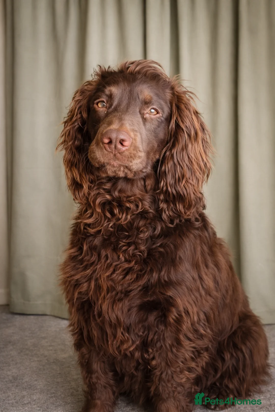 Cockerdor dogs for sale: Pregnancy confirmed Cocker x labrador  - Advert 3