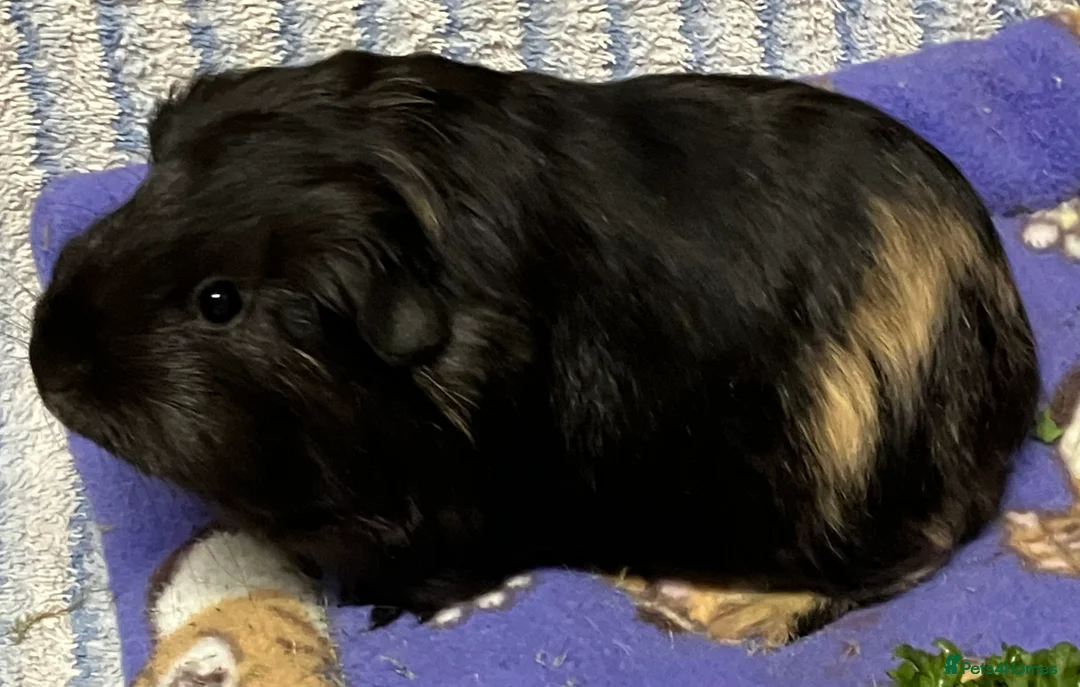 Guinea Pig rodents for sale: Baby Smooth-haired guinea pig sow. - Advert 3