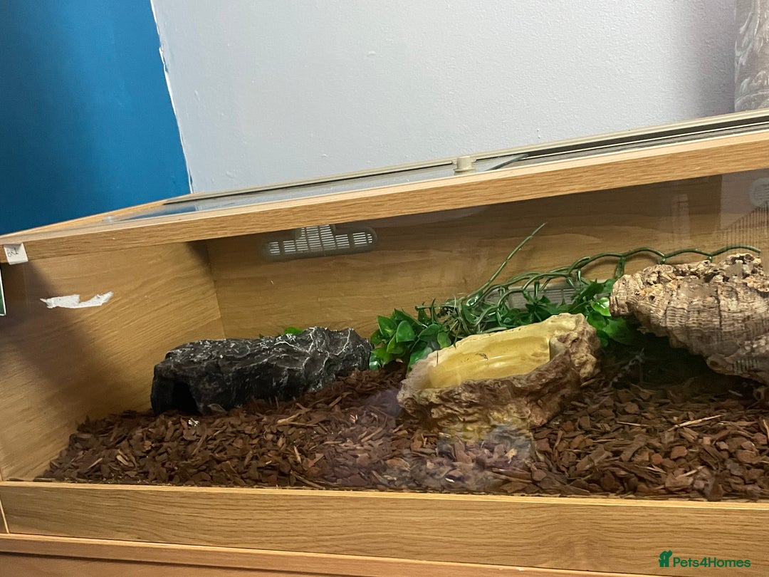 Snake reptiles for sale: Male Bull Snake - Image 3