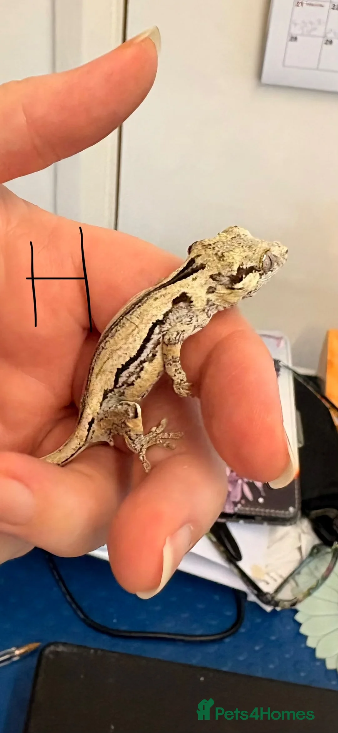 Gecko reptiles for sale: Crested geckos gargoyle geckos various - Advert 4