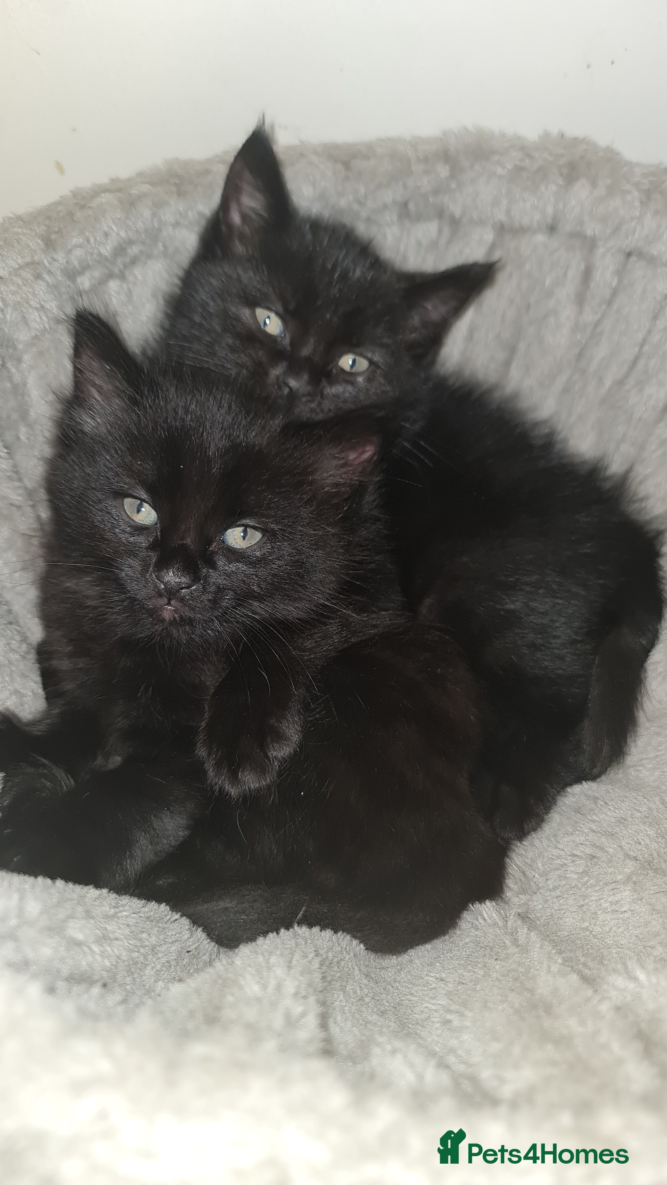 Mixed Breed cats Black Kitten – Ready 16th March (1 Available) in London - Advert 1