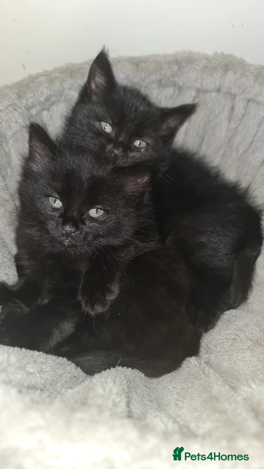 Mixed Breed cats for sale: Black Kitten – Ready 16th March (1 Available) - Advert 1