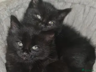 Mixed Breed cats Black Kitten – Ready 16th March (1 Available) in London - Advert 1