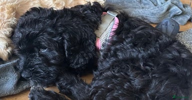 Cockapoo dogs - Advert 15