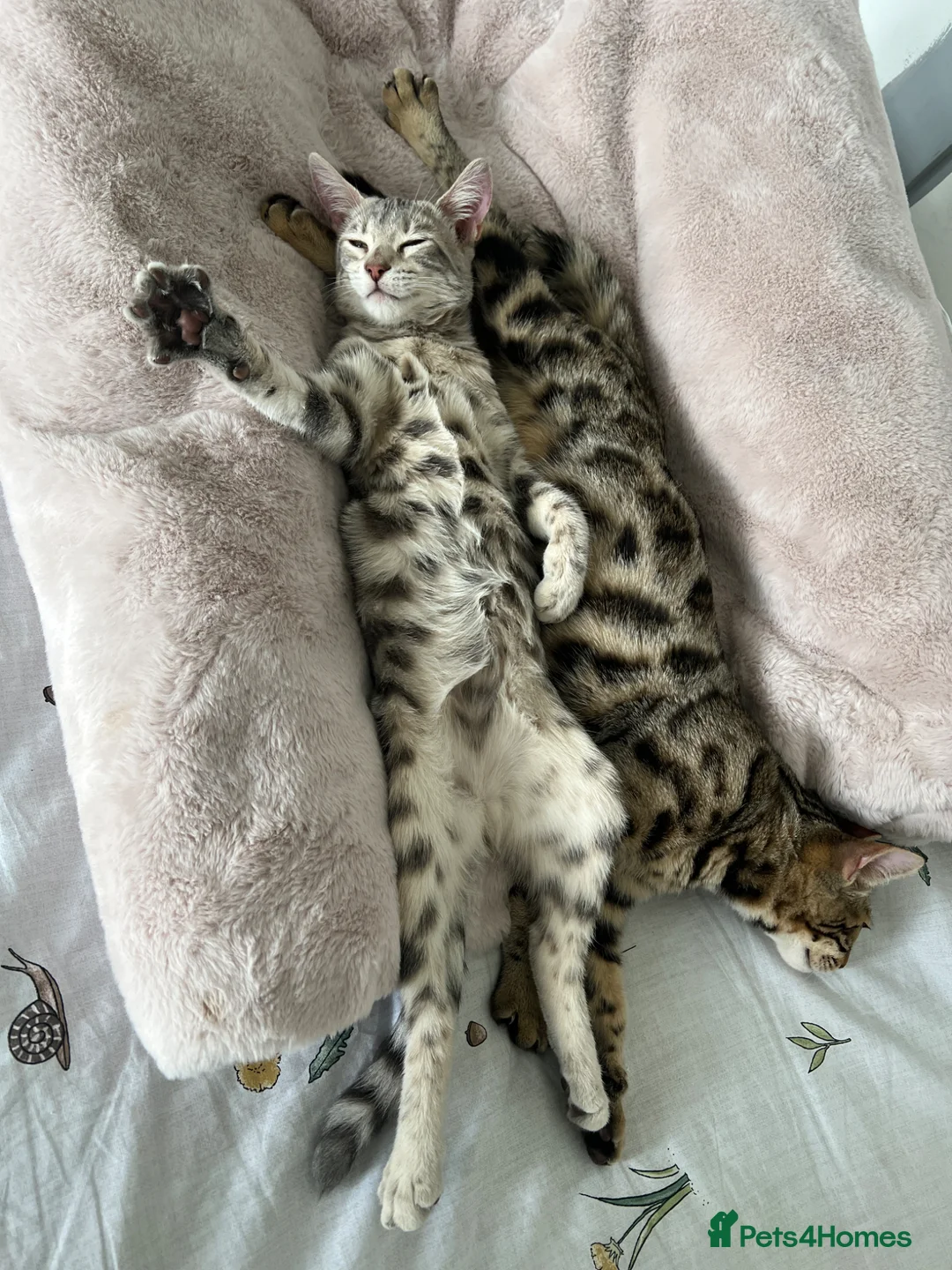 Bengal cats for sale: Bengal kittens  in Hayes - Advert 15