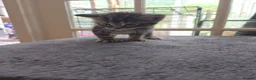 British Shorthair cats for sale: Kittens for sale in Fareham - Advert 3