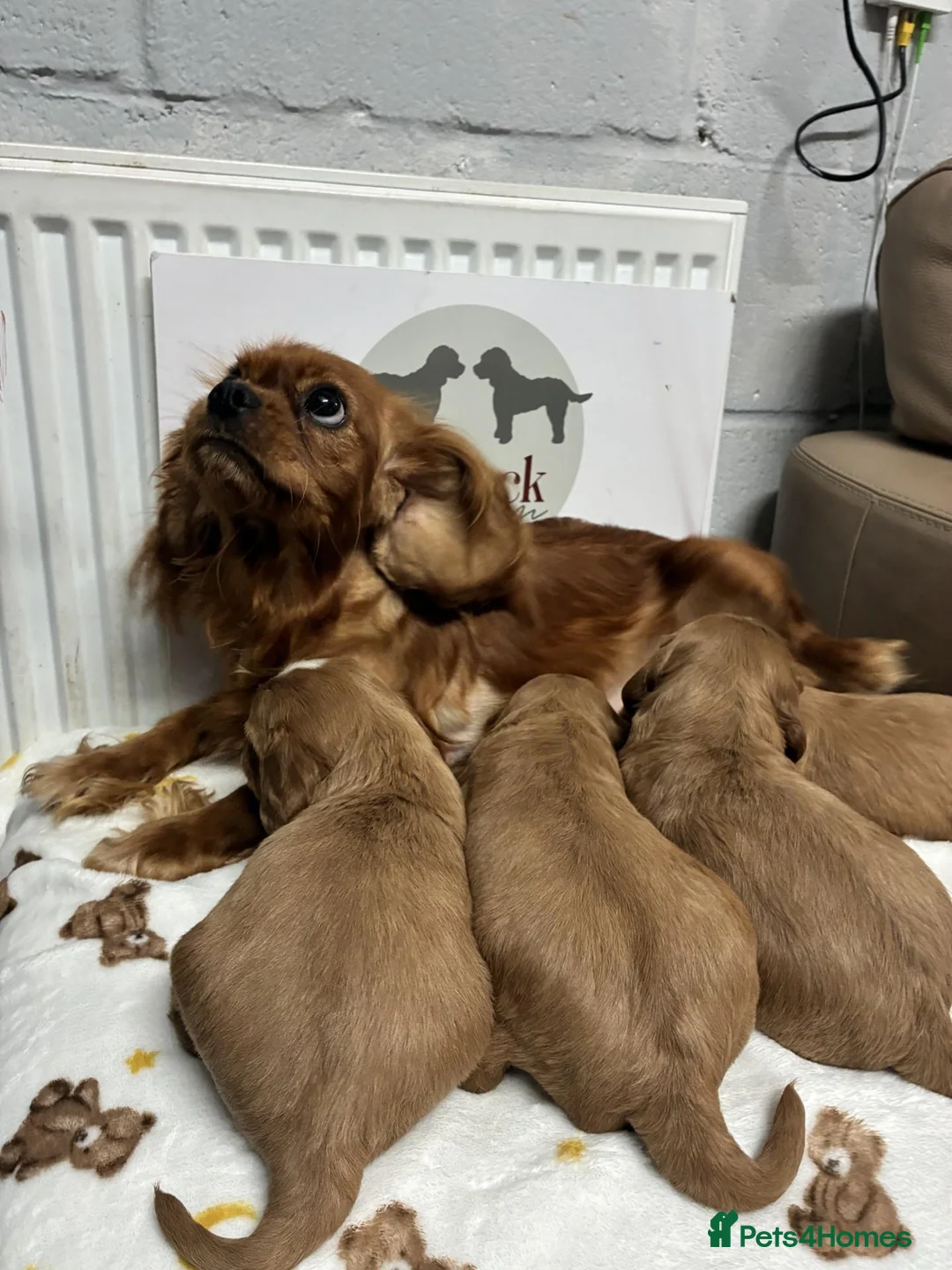 Cavalier King Charles Spaniel dogs for sale: 👑 Superb Cavalier king charles puppies 👑 - Advert 10