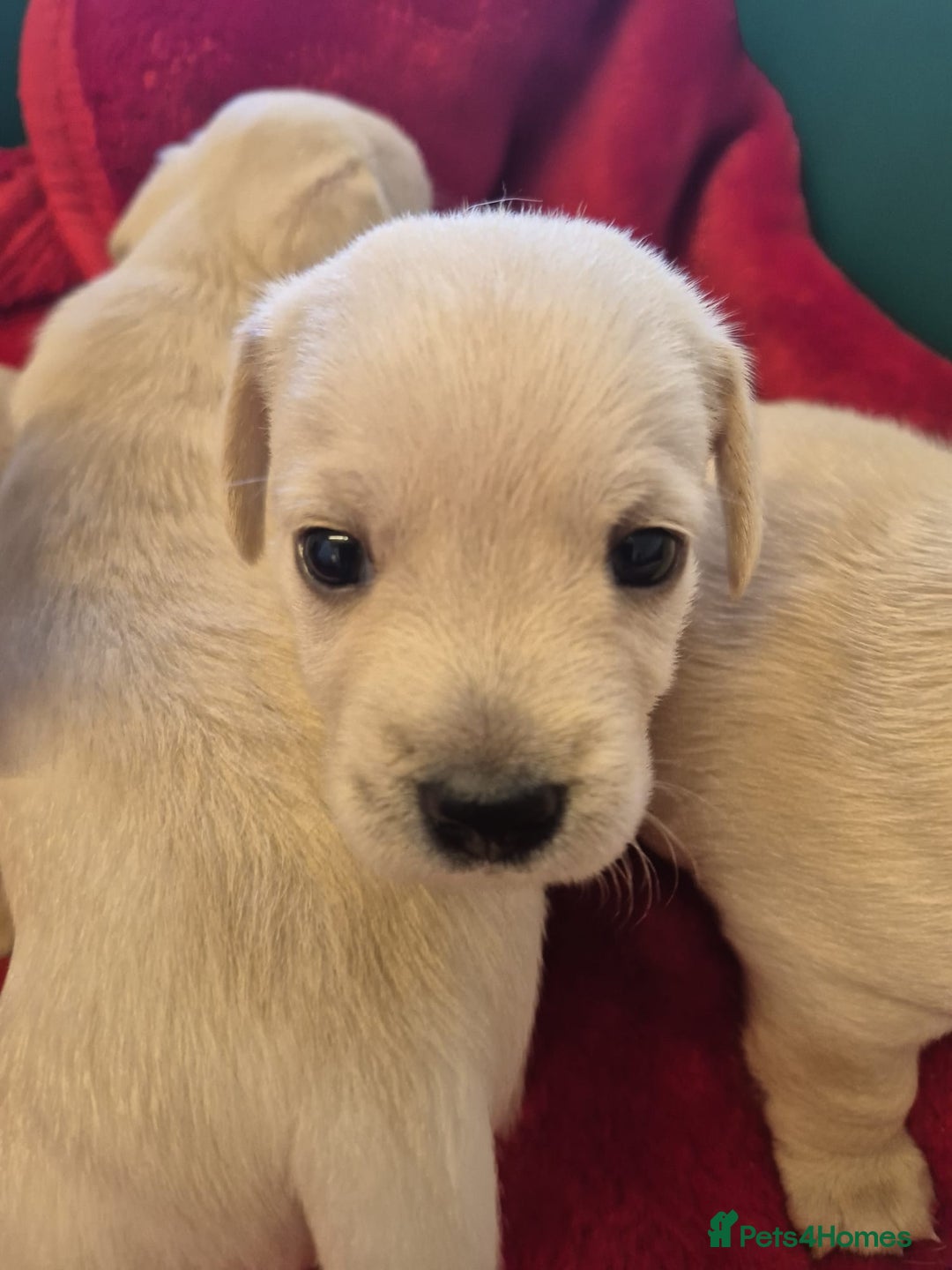 West Highland Terrier dogs for sale: WEST HIGHLAND DAXIE'S - Image 30